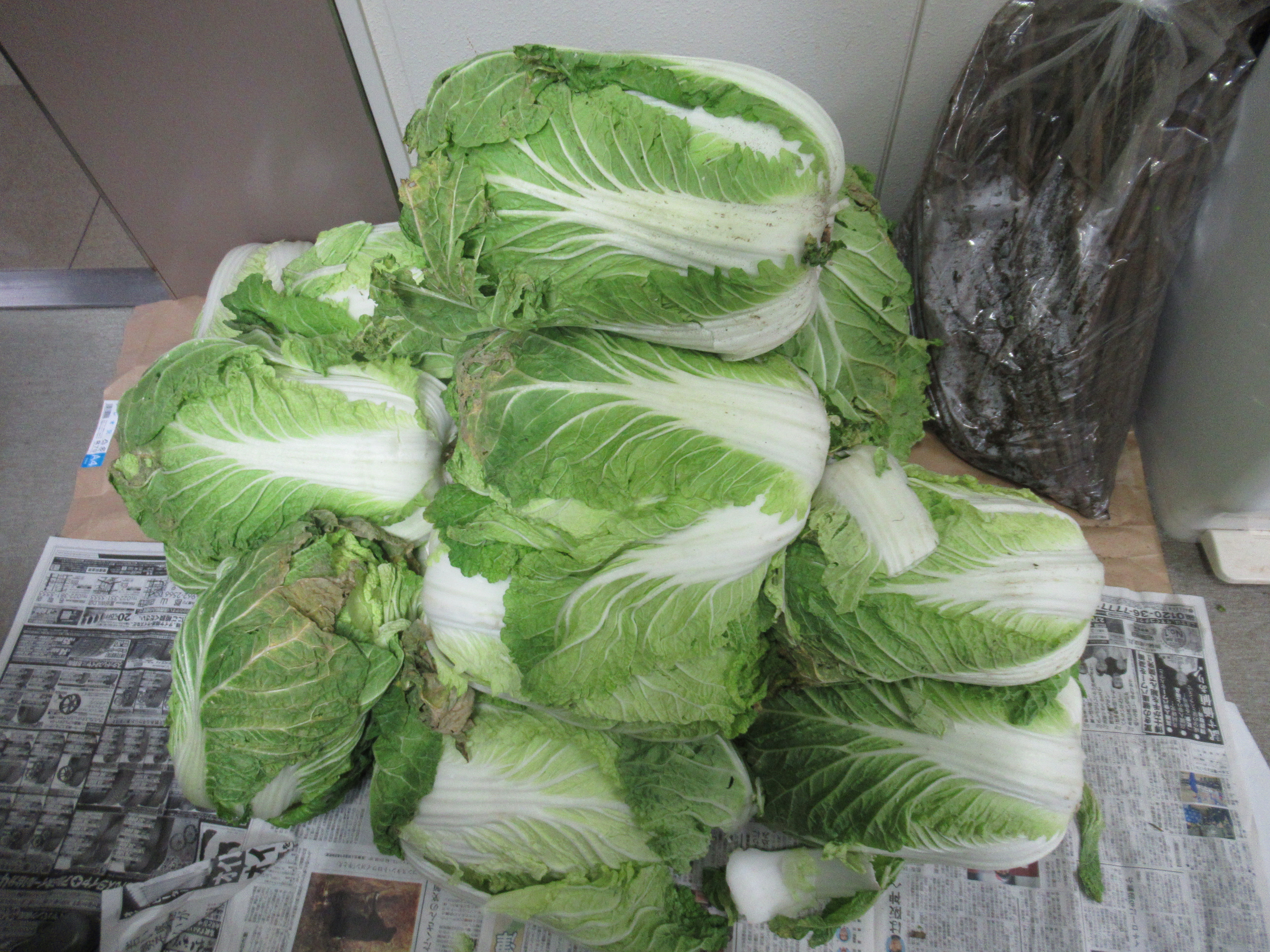 MS. Takahashi donated vegetables(Chinese cabbage and burdock) to the international students
