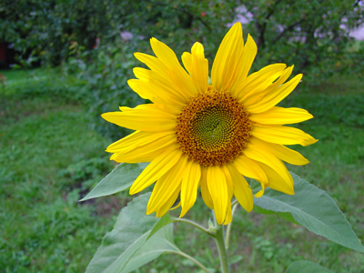 Sunflower